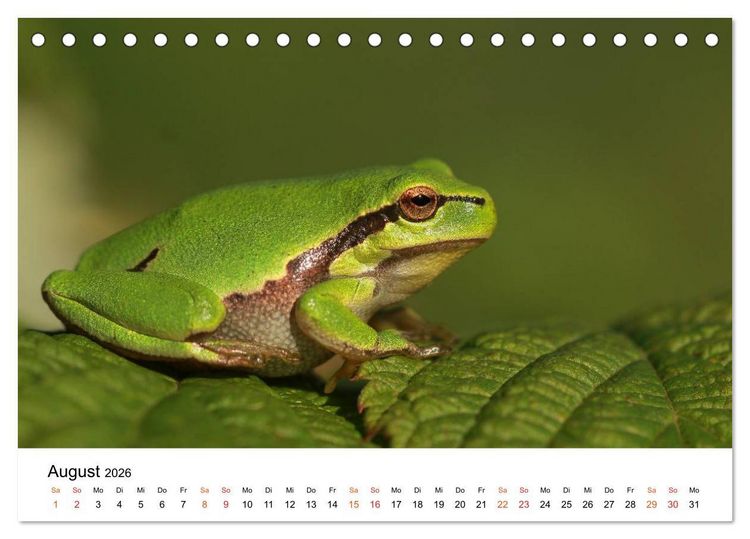 Produktbild: Besucher im Garten - Laubfr&ouml;sche (Tischkalender 2026 DIN A5 quer), CALVENDO Monatskalender