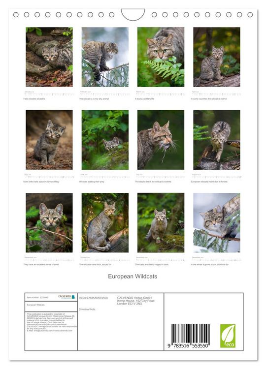 Produktbild: European Wildcats (Wall Calendar 2026 DIN A4 portrait), CALVENDO 12 Month Wall Calendar
