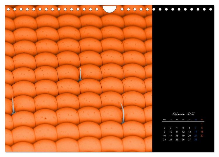 Produktbild: strucTEMs Mikrowelt - Winzige Nachbarn ganz gro&szlig; (Wandkalender 2026 DIN A4 quer), CALVENDO Monatskalender