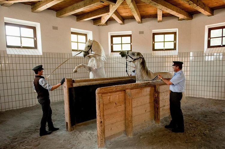 Produktbild: 450 Jahre Spanische Hofreitschule