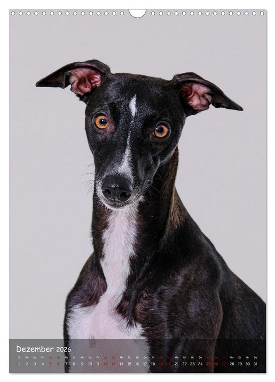 Produktbild: Whippets im Portrait (Wandkalender 2026 DIN A3 hoch), CALVENDO Monatskalender
