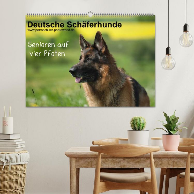 Produktbild: Deutsche Sch&auml;ferhunde - Senioren auf vier Pfoten (Wandkalender 2026 DIN A2 quer), CALVENDO Monatskalender