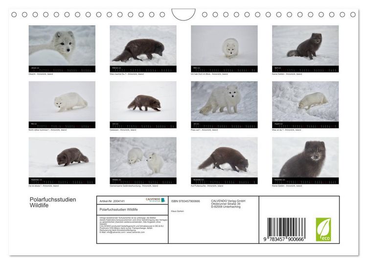 Produktbild: Polarfuchsstudien Wildlife (Wandkalender 2026 DIN A4 quer), CALVENDO Monatskalender