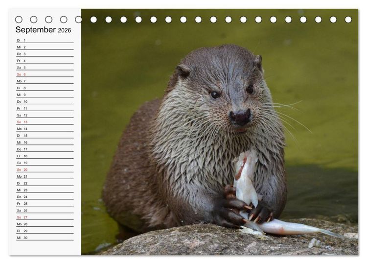 Produktbild: Seehunde und Otter. Putzige Gesellen, perfekte Schwimmer (Tischkalender 2026 DIN A5 quer), CALVENDO Monatskalender