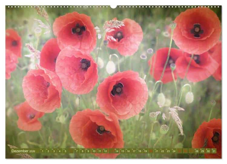Produktbild: Mohnblumen - Fotografie mit Magie (hochwertiger Premium Wandkalender 2026 DIN A2 quer), Kunstdruck in Hochglanz