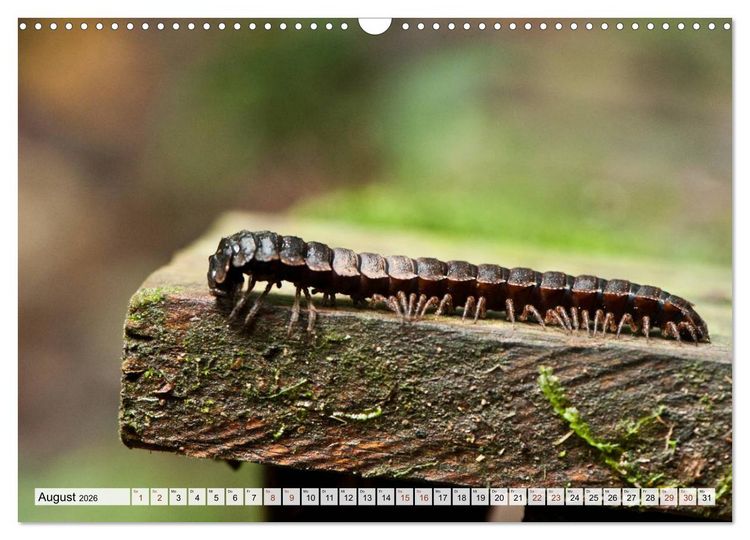 Produktbild: INSEKTEN GANZ NAHE (Wandkalender 2026 DIN A3 quer), CALVENDO Monatskalender