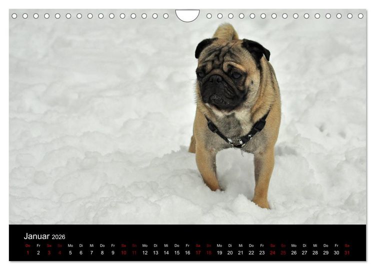 Produktbild: Alles Mops-Kalender 2026 (Wandkalender 2026 DIN A4 quer), CALVENDO Monatskalender