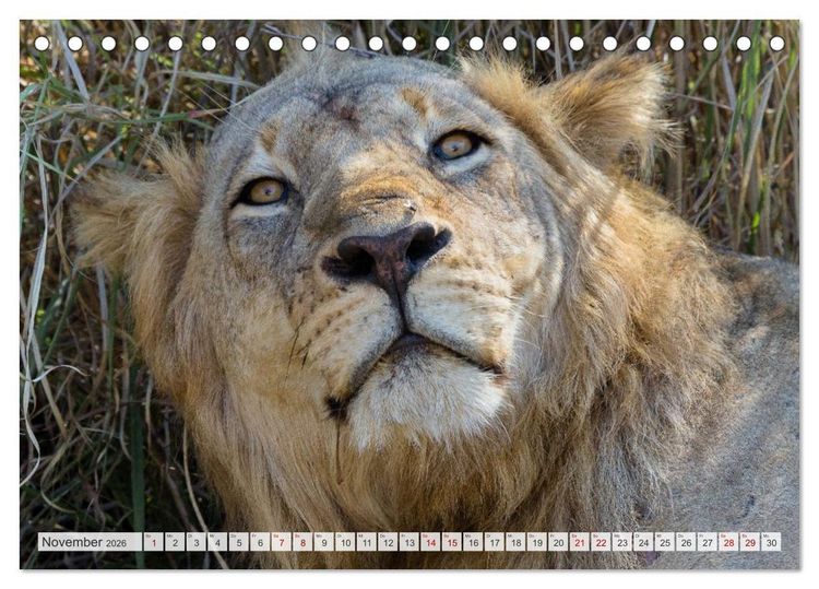 Produktbild: Sambia - ein gro&szlig;artiges Land (Tischkalender 2026 DIN A5 quer), CALVENDO Monatskalender