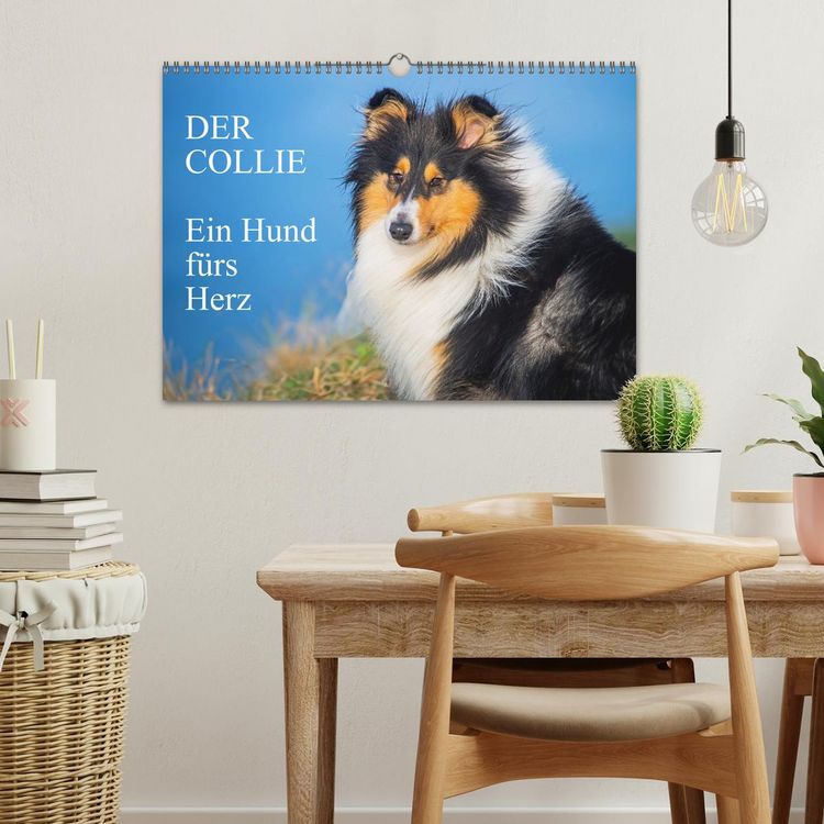 Produktbild: Der Collie - ein Hund f&uuml;rs Herz (Wandkalender 2026 DIN A3 quer), CALVENDO Monatskalender