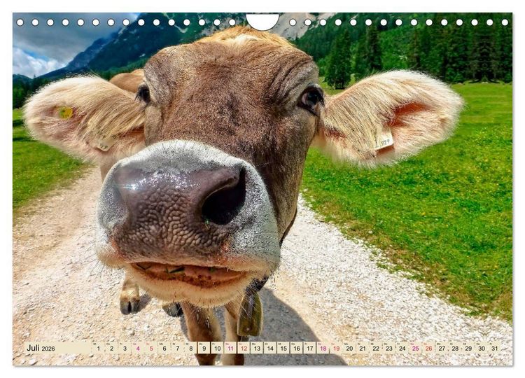 Produktbild: Berg-K&uuml;he, Natur pur - unser sch&ouml;nster Urlaub (Wandkalender 2026 DIN A4 quer), CALVENDO Monatskalender