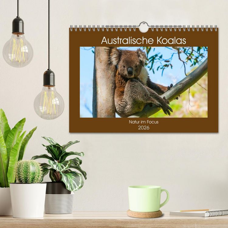 Produktbild: Australische Koalas (Wandkalender 2026 DIN A4 quer), CALVENDO Monatskalender