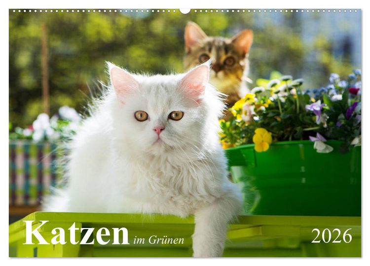 Produktbild: Katzen im Gr&uuml;nen (Wandkalender 2026 DIN A2 quer), CALVENDO Monatskalender