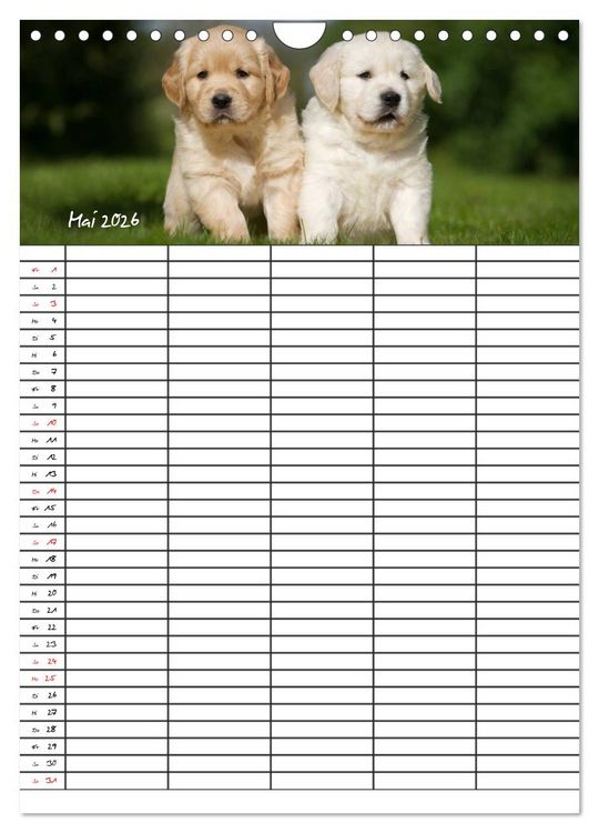 Produktbild: Familienplaner: Golden Retriever Welpen (Wandkalender 2026 DIN A4 hoch), CALVENDO Monatskalender