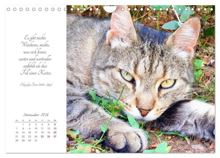 Produktbild: Catlovers - Ein Jahr voller Samtpfoten und charmanten Weisheiten (Wandkalender 2026 DIN A4 quer), CALVENDO Monatskalender