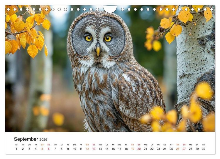 Produktbild: Eulen - Augen der Wildnis (Wandkalender 2026 DIN A4 quer), CALVENDO Monatskalender