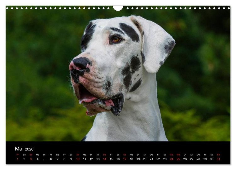 Produktbild: Deutsche Dogge 2026 (Wandkalender 2026 DIN A3 quer), CALVENDO Monatskalender