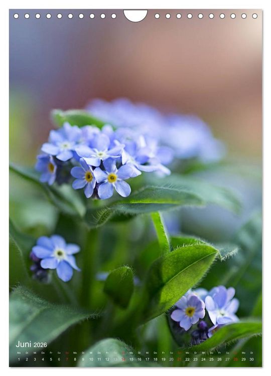 Produktbild: NATUR PUR Kleine Blumen am Wegesrand (Wandkalender 2026 DIN A4 hoch), CALVENDO Monatskalender