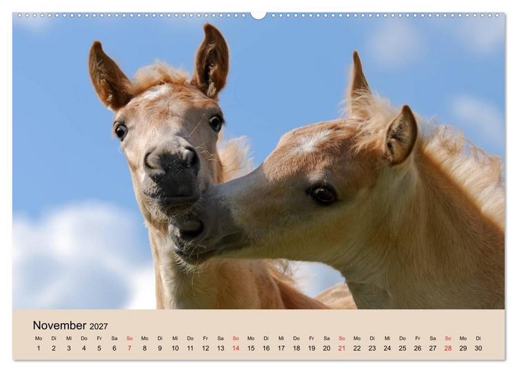 Produktbild: Haflinger Fohlen (hochwertiger Premium Wandkalender 2027 DIN A2 quer), Kunstdruck in Hochglanz