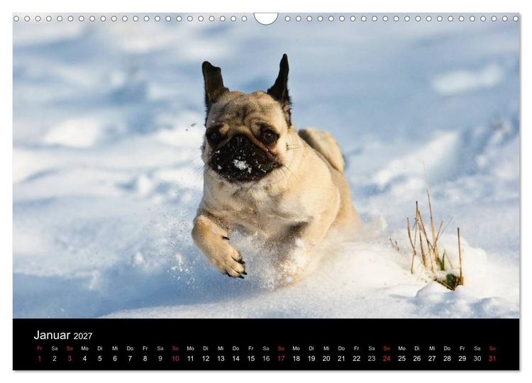 Produktbild: Mops 2027 (Wandkalender 2027 DIN A3 quer), CALVENDO Monatskalender