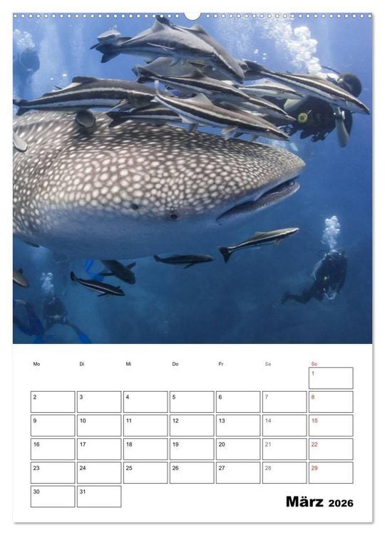 Produktbild: Tauchen - Abtauchen und Staunen (hochwertiger Premium Wandkalender 2026 DIN A2 hoch), Kunstdruck in Hochglanz