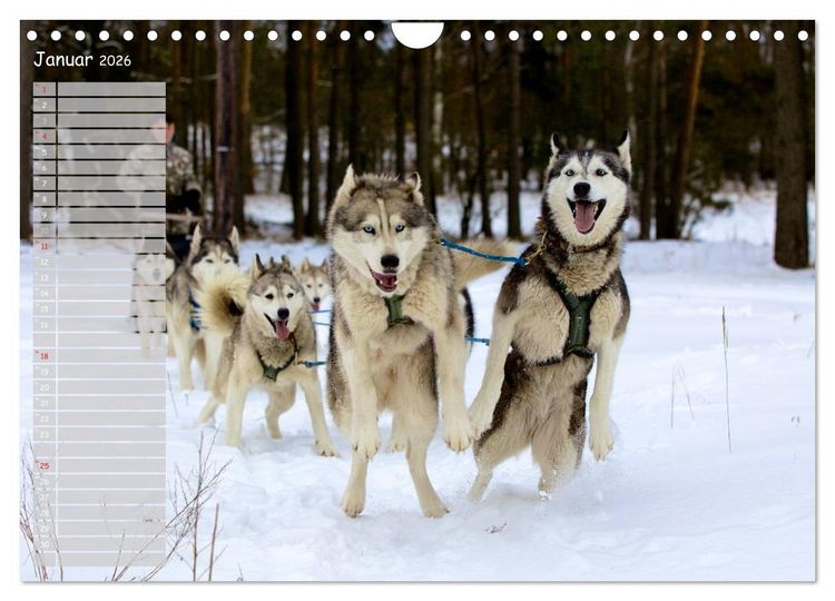 Produktbild: Huskies! (Wandkalender 2026 DIN A4 quer), CALVENDO Monatskalender