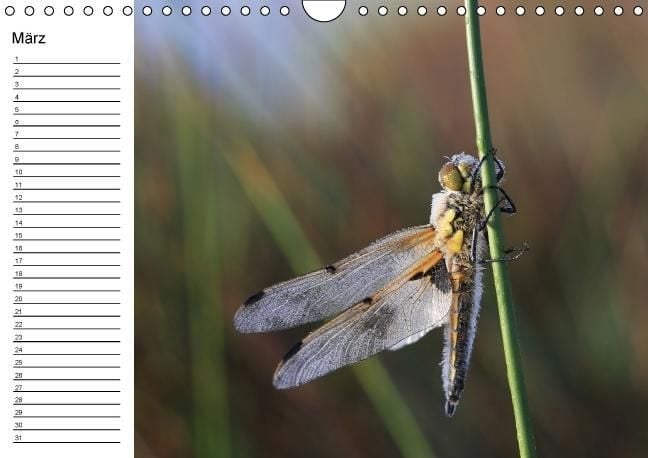 Produktbild: Libellen Geburtstagskalender (Wandkalender immerw&auml;hrend DIN A4 quer)