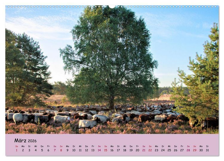 Produktbild: L&uuml;neburger Heide Wege (Wandkalender 2026 DIN A2 quer), CALVENDO Monatskalender