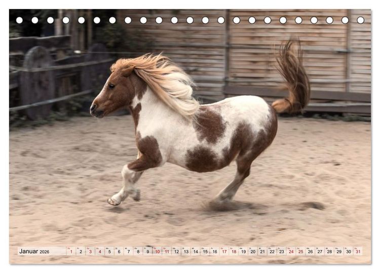 Produktbild: Colorful Horse Ranch &ndash; Wo Tinker posen und Ponys l&auml;cheln (Tischkalender 2026 DIN A5 quer), CALVENDO Monatskalender