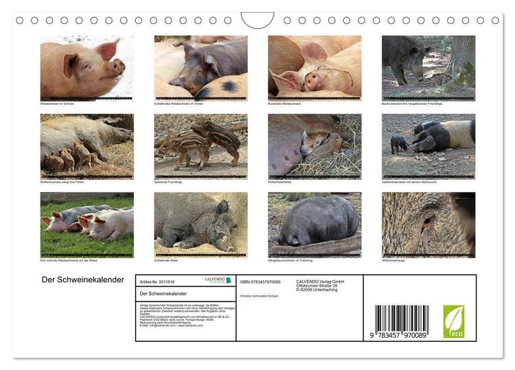 Produktbild: Der Schweinekalender (Wandkalender 2026 DIN A4 quer), CALVENDO Monatskalender