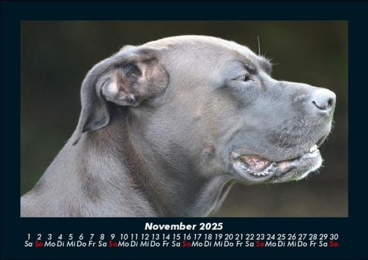 Produktbild: Hundezauber 2025 Fotokalender DIN A5