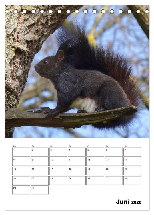 Produktbild: Niedliche Eichh&ouml;rnchen (Tischkalender 2026 DIN A5 hoch), CALVENDO Monatskalender