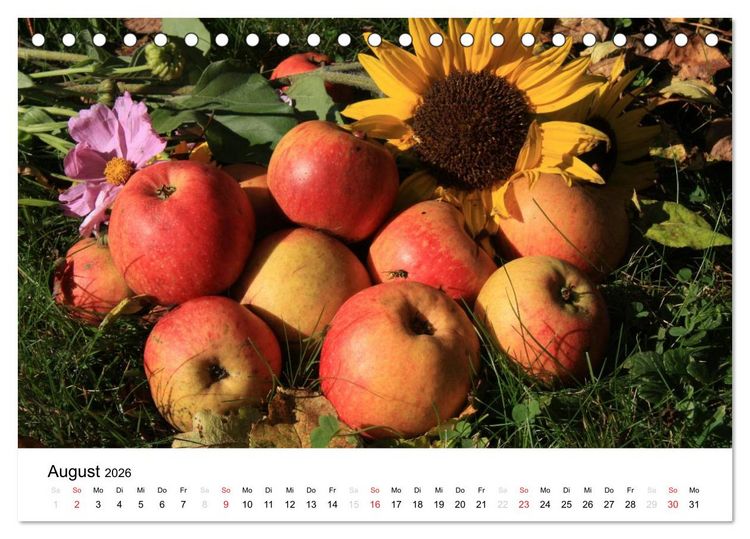 Produktbild: Alte Apfelsorten (Tischkalender 2026 DIN A5 quer), CALVENDO Monatskalender