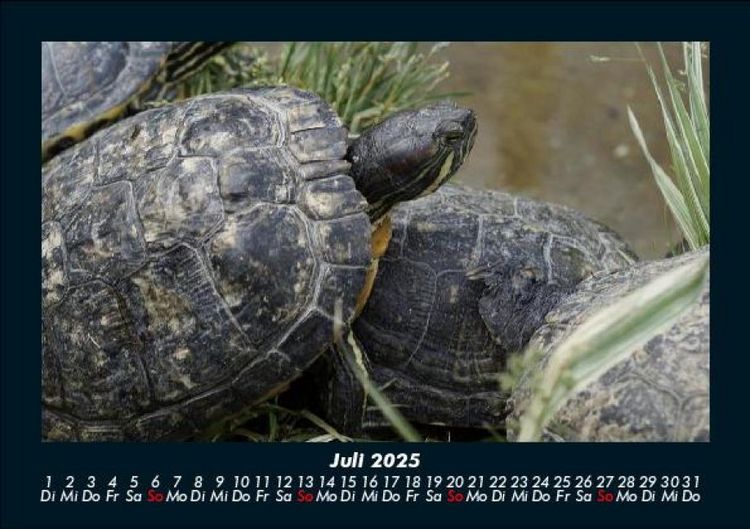 Produktbild: Schildkr&ouml;tenzauber 2025 Fotokalender DIN A5