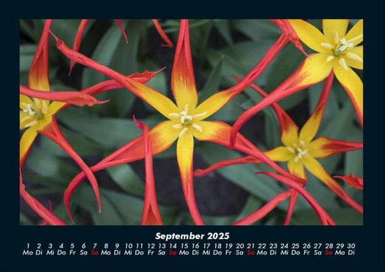 Produktbild: Blumentr&auml;ume 2025 Fotokalender DIN A4