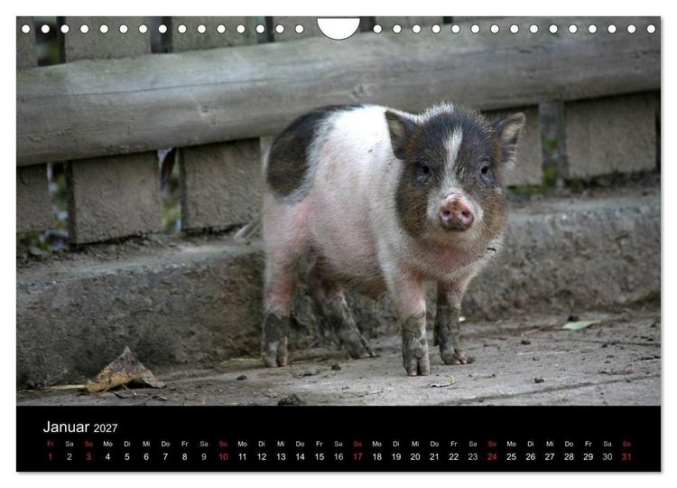 Produktbild: Schweinereien (Wandkalender 2027 DIN A4 quer), CALVENDO Monatskalender