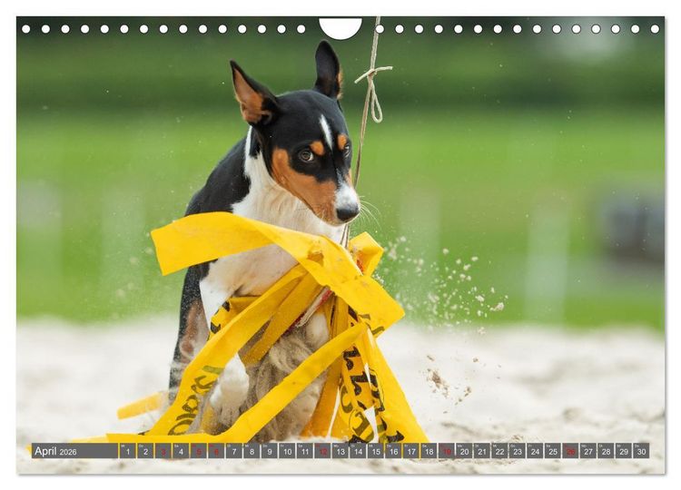 Produktbild: Der Basenji (Wandkalender 2026 DIN A4 quer), CALVENDO Monatskalender