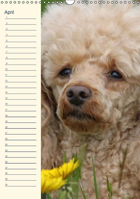 Produktbild: Pudel / Geburtstagskalender (Wandkalender immerw&auml;hrend DIN A3 hoch)