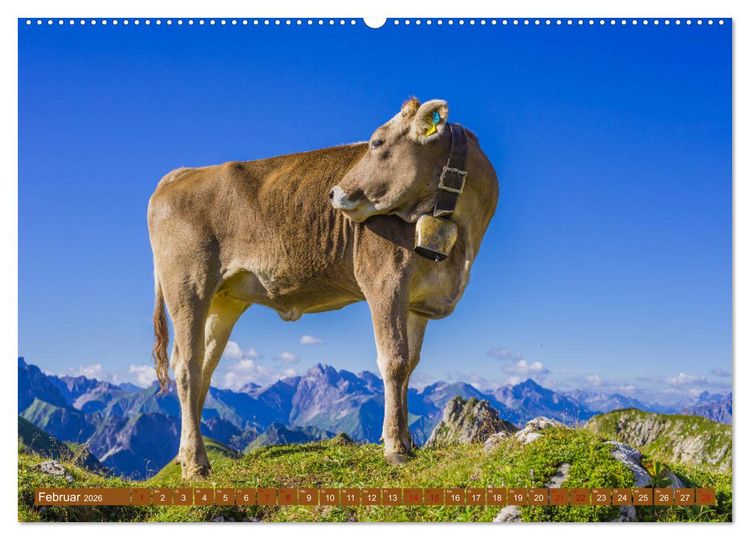 Produktbild: Allg&auml;uer Sch&ouml;nheiten Allg&auml;u - Land der K&uuml;he (Wandkalender 2026 DIN A2 quer), CALVENDO Monatskalender