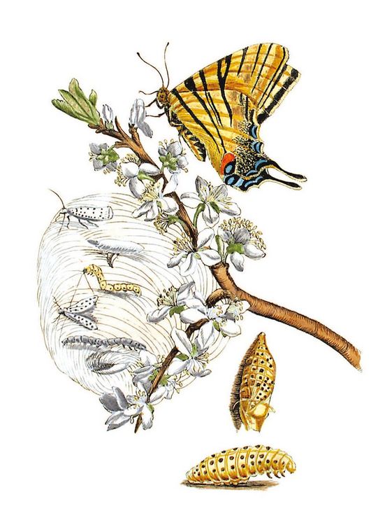 Produktbild: Maria Sibylla Merian &ndash; Bl&uuml;ten, Raupen, Schmetterlinge (Jubil&auml;umsausgabe)