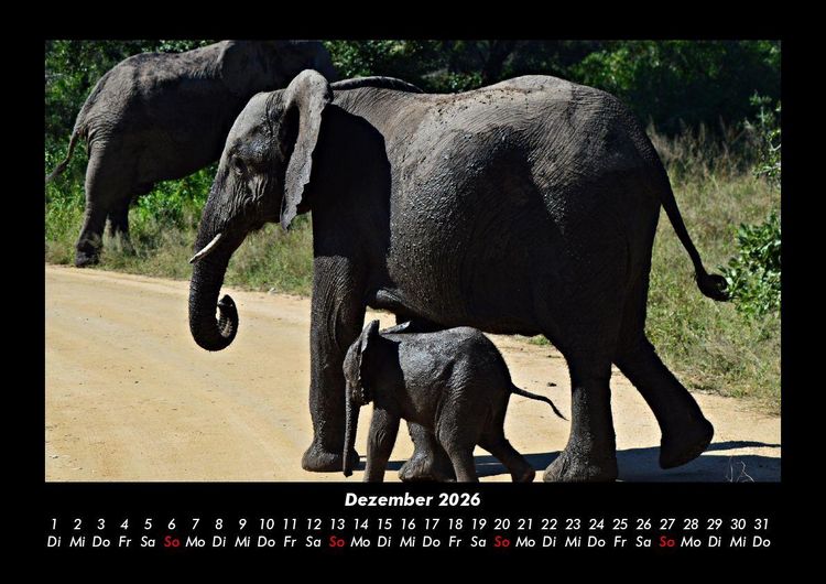 Produktbild: Der Elefantenkalender 2026 Fotokalender DIN A3