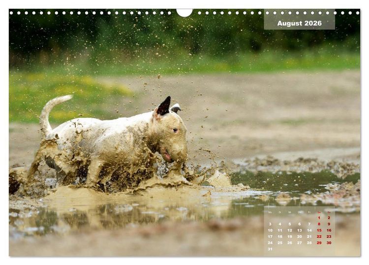 Produktbild: Bullterrier 2026 Frech und fr&ouml;hlich durch das Jahr (Wandkalender 2026 DIN A3 quer), CALVENDO Monatskalender