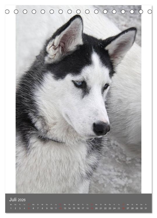 Produktbild: Huskies - Portraits im Schnee (Tischkalender 2026 DIN A5 hoch), CALVENDO Monatskalender