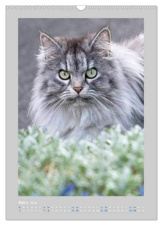 Produktbild: Maincoon & Co. - Rassekatzen mit Klasse (Wandkalender 2026 DIN A3 hoch), CALVENDO Monatskalender