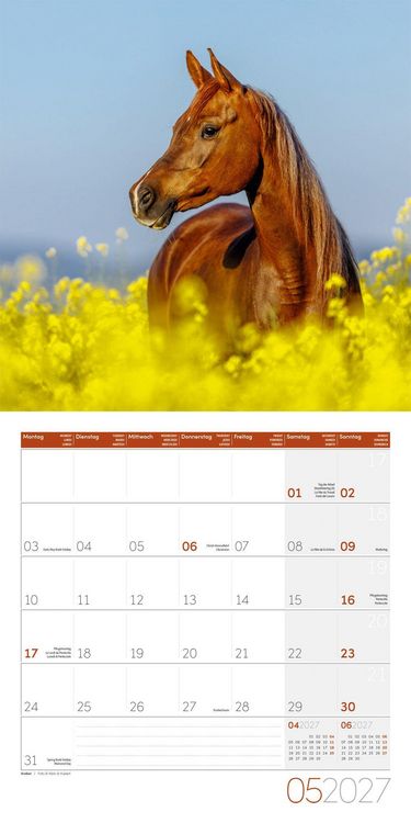 Produktbild: Pferde Kalender 2027 - 30x30 - Art12