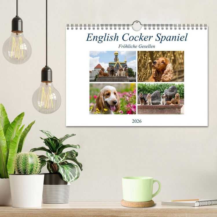 Produktbild: English Cocker Spaniel - Fr&ouml;hliche Gesellen (Wandkalender 2026 DIN A4 quer), CALVENDO Monatskalender