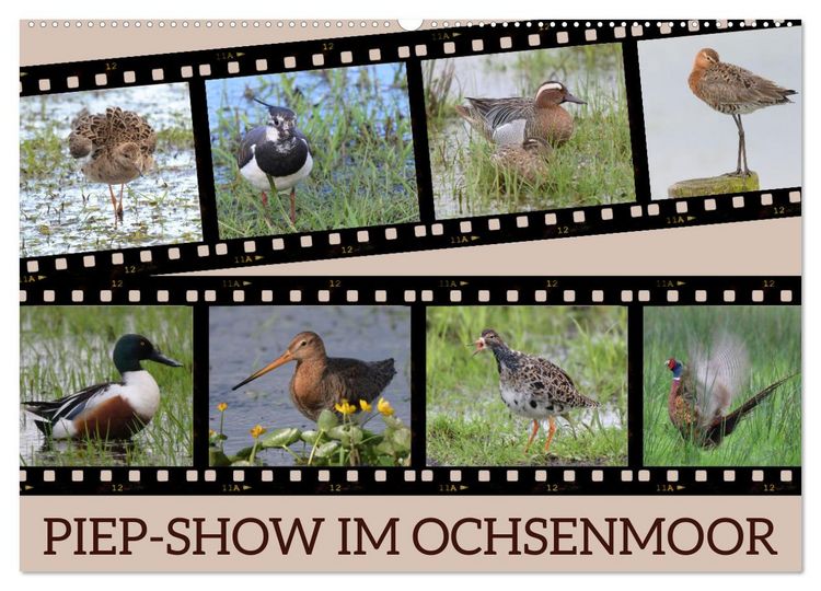 Produktbild: PIEP-SHOW im Ochsenmoor (Wandkalender 2026 DIN A2 quer), CALVENDO Monatskalender