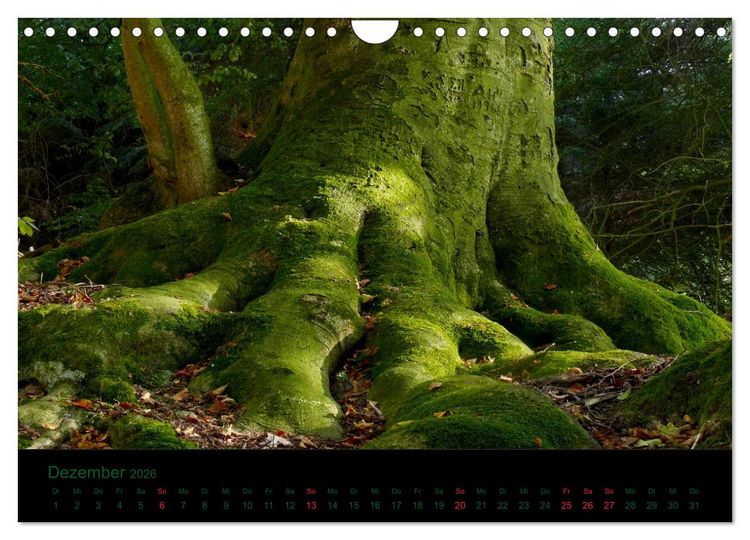 Produktbild: Wurzelwerke (Wandkalender 2026 DIN A4 quer), CALVENDO Monatskalender