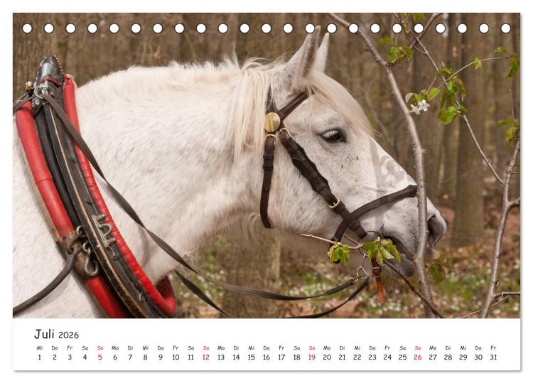 Produktbild: Kaltblut - schwere Pferde mit Herz (Tischkalender 2026 DIN A5 quer), CALVENDO Monatskalender