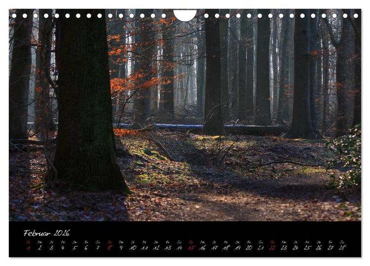 Produktbild: Wald (Wandkalender 2026 DIN A4 quer), CALVENDO Monatskalender