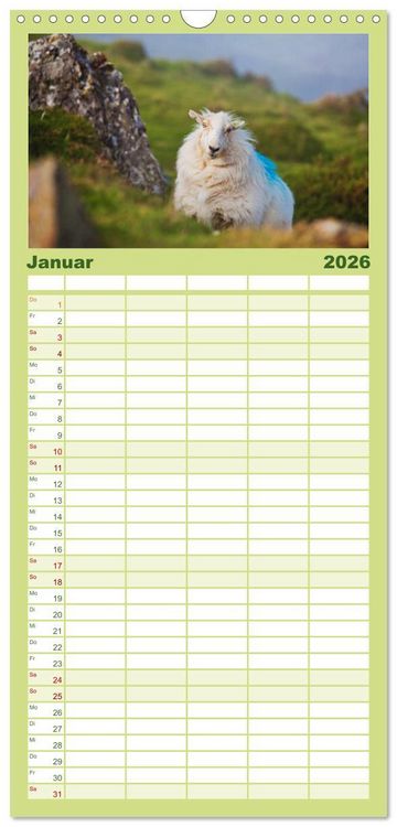 Produktbild: Familienplaner 2026 - Schafe - Weich und wollig mit 5 Spalten (Wandkalender, 21 x 45 cm) CALVENDO